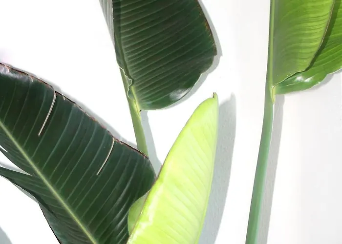 Baleal Ocean Breeze * Феррел